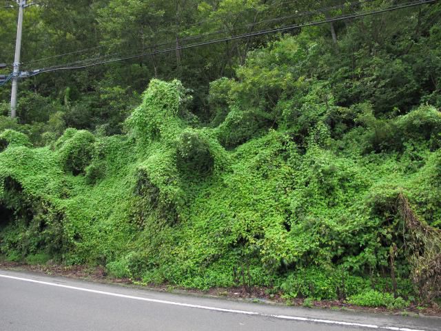 ミヤマニガウリ全開