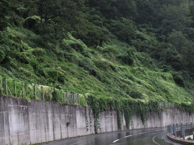 驚くべき繁茂風景