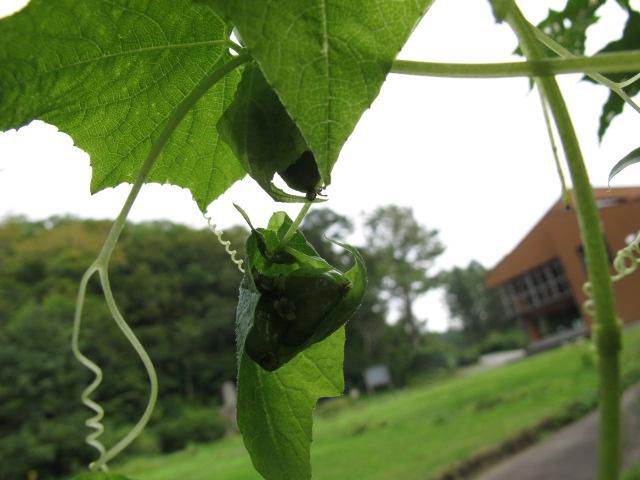 幾重にも重なり合って