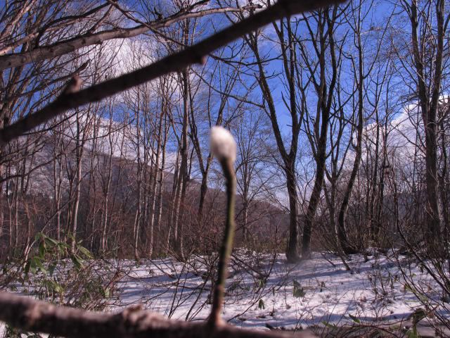 タムシバの花芽