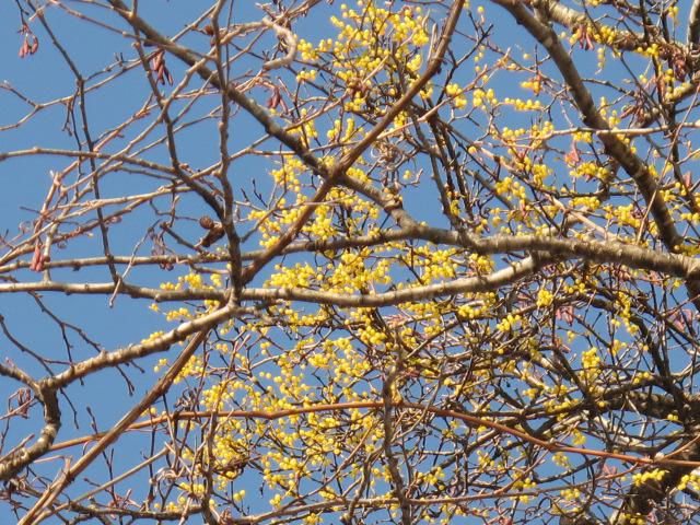 ホザキヤドリギ