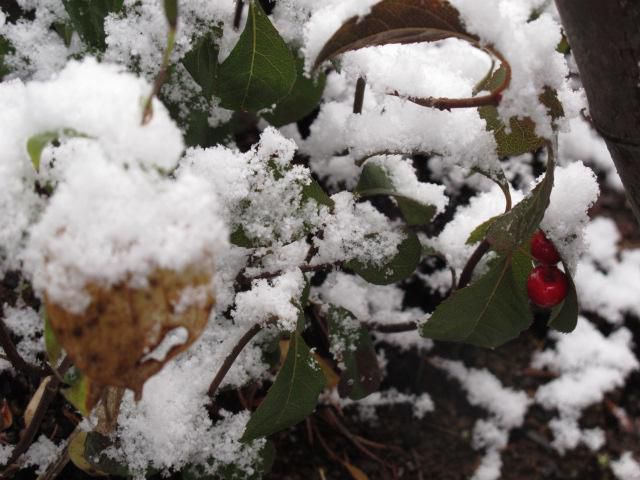 小さな初雪