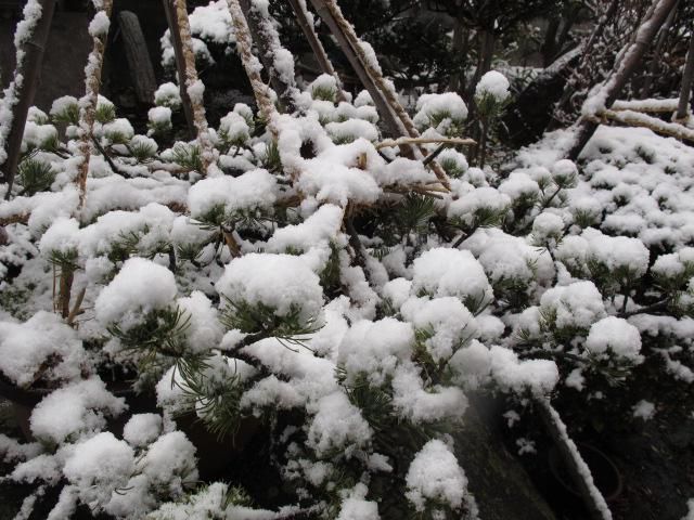 松に初雪