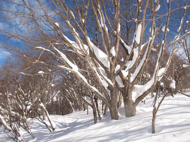 雪に強いミズナラ