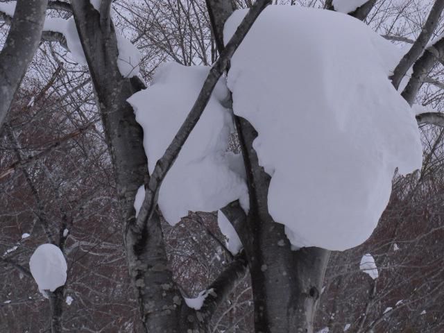 雪の被害