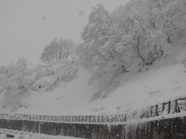 八幡坂雪の花