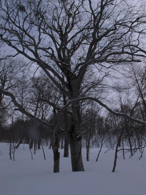 かた雪