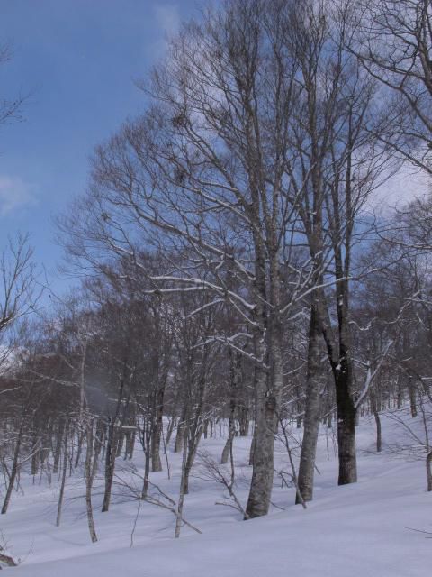 ここは原始の森