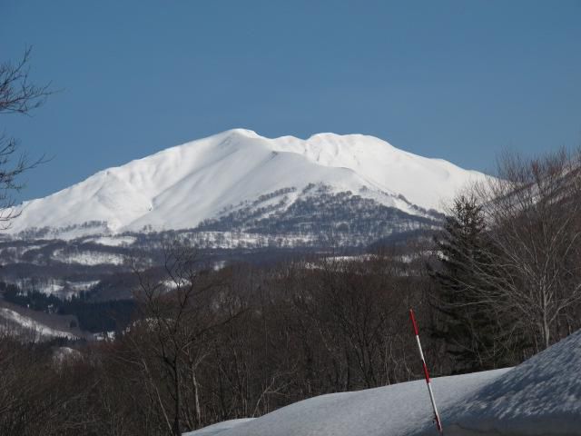 今日は「月山コメツガ」に