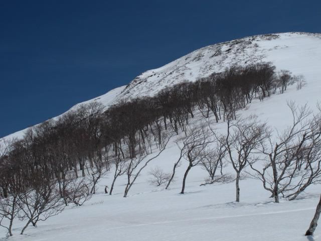 森林限界戦の立つ