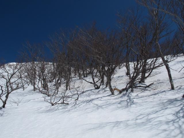 高木限界地帯の風景　1