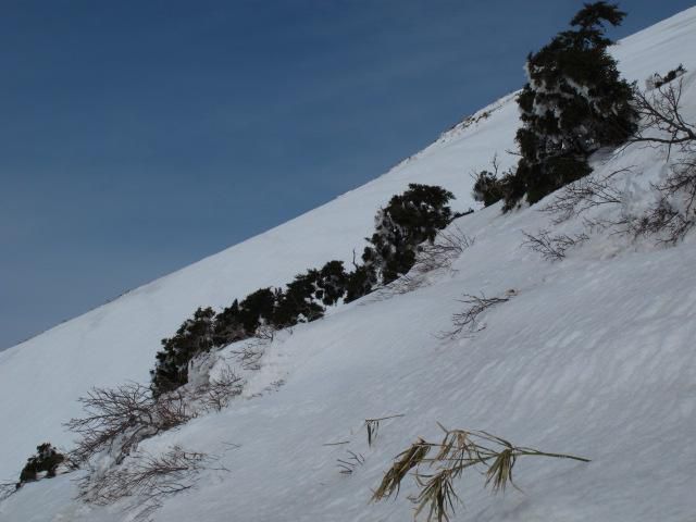 早い雪解けでのコメツガ