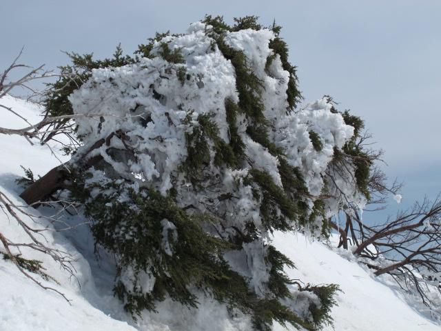 巨大な根っこ