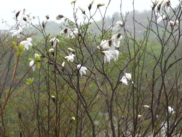 霧の合間に　タムシバ