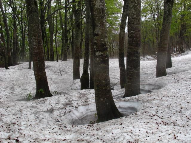 雪解けに押されて