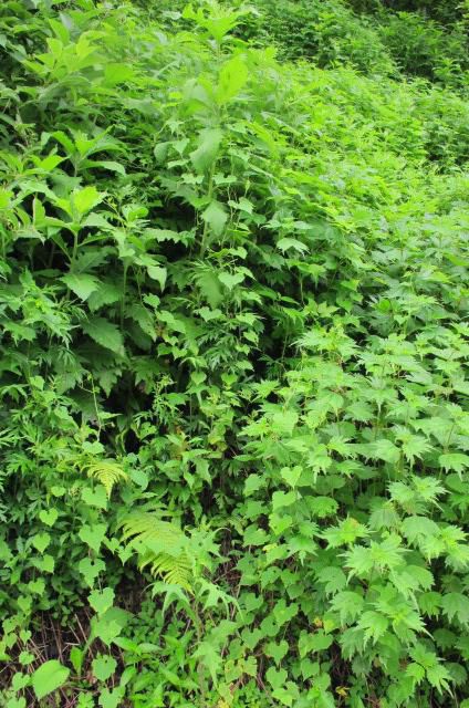 6/24　ミヤマニガウリ　2