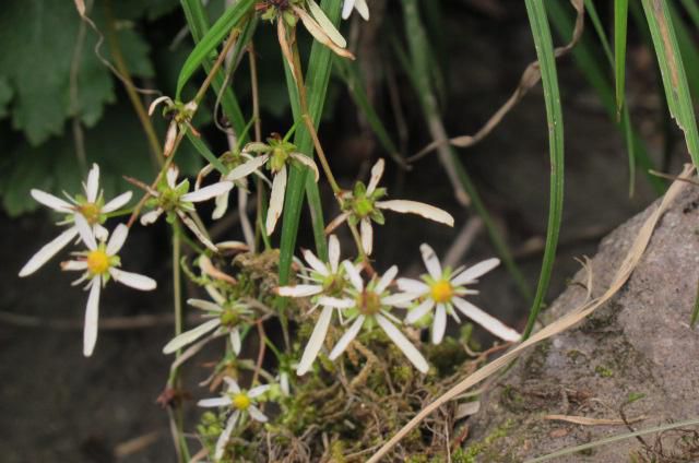 園内の花5