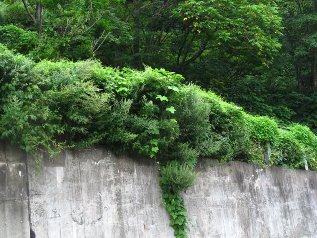 油性花目立つ