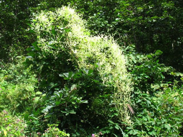 雄性花序塊