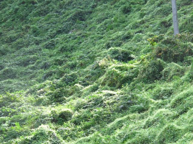 雄性両全異株性群生ミヤマニガウリの光景