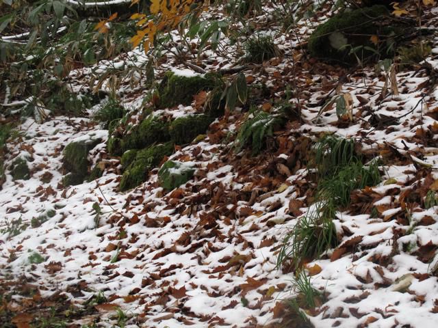 今朝の雪