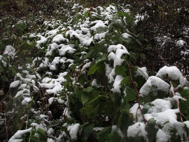 雪垂れて