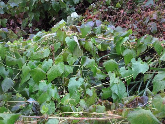 ミヤマニガウリの考察