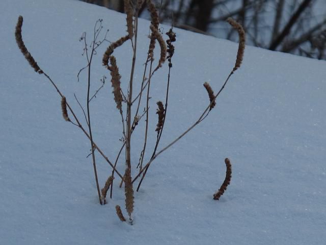 積雪25cm