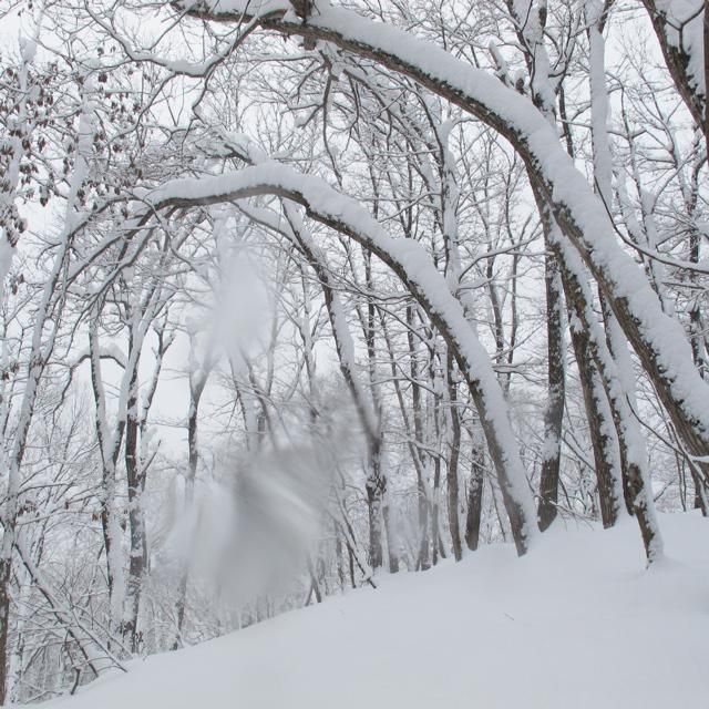 雪の華散る