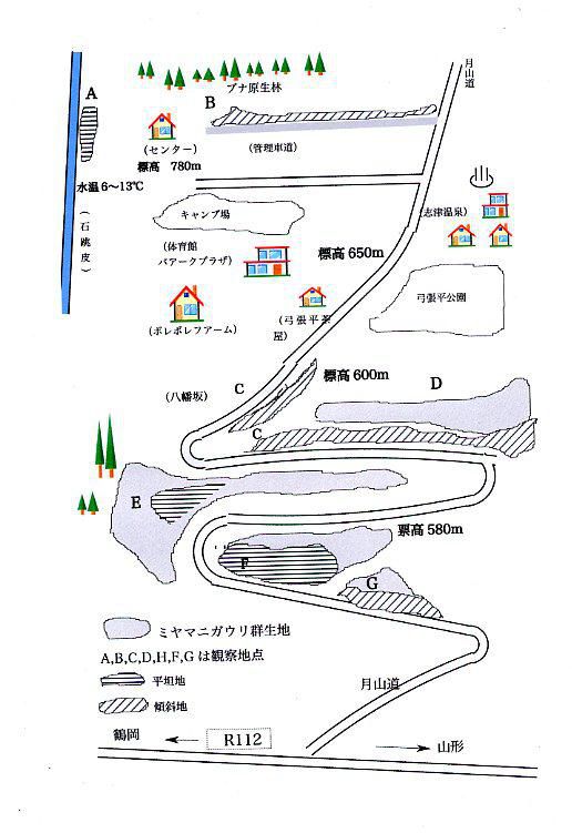 2016　ミヤマニガウリの考察　マップ