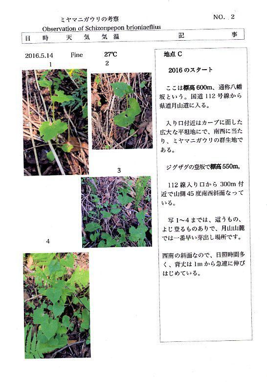 2016  ミヤマニガウリの考察　NO.2