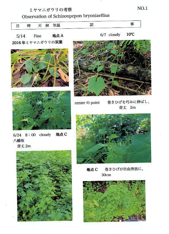 2016　ミヤマニガウリの考察　NO.5