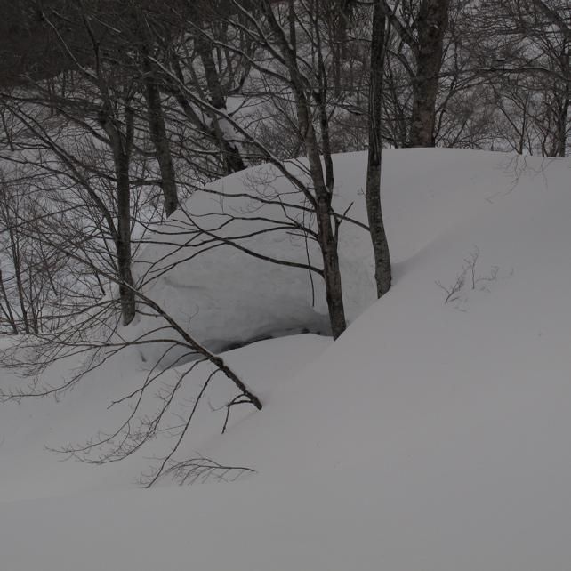 雪と木々たち