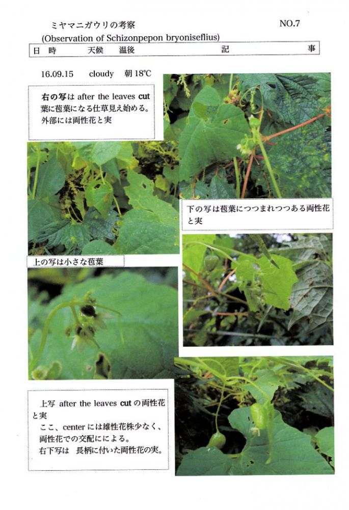 ミヤマニガウリ　NO.7