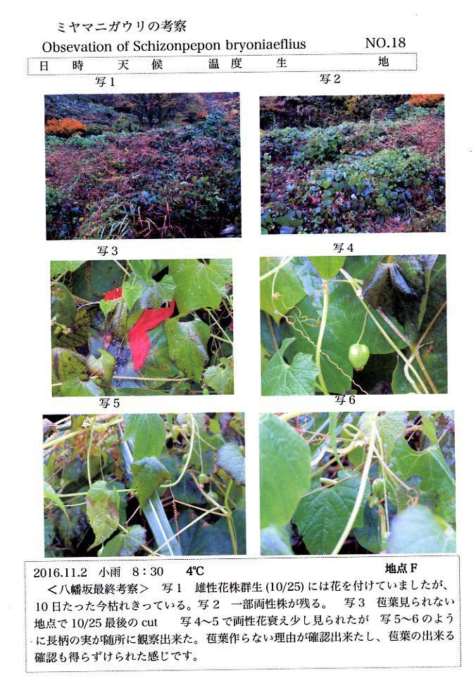 ミヤマニガウリ　NO.18