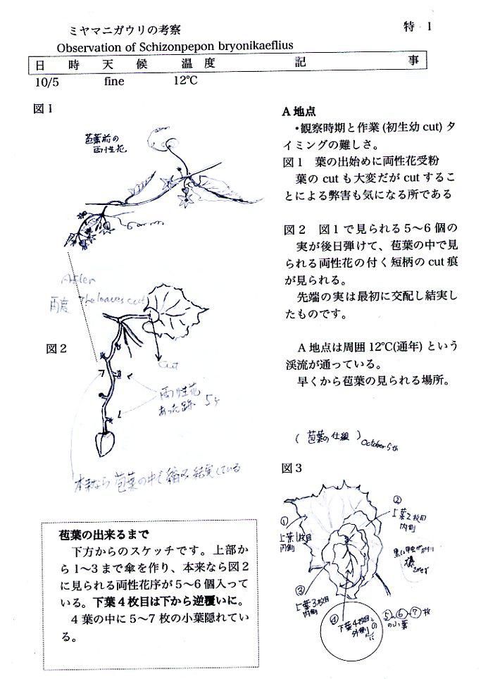 ミヤマニガウリ考察　特1