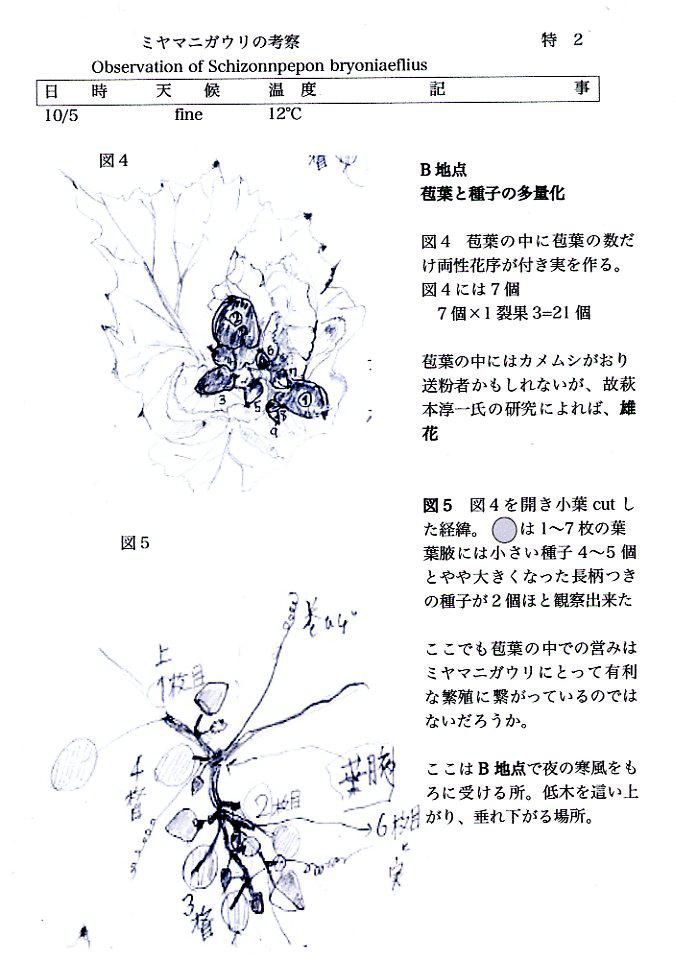 ミヤマニガウリの考察　特　2