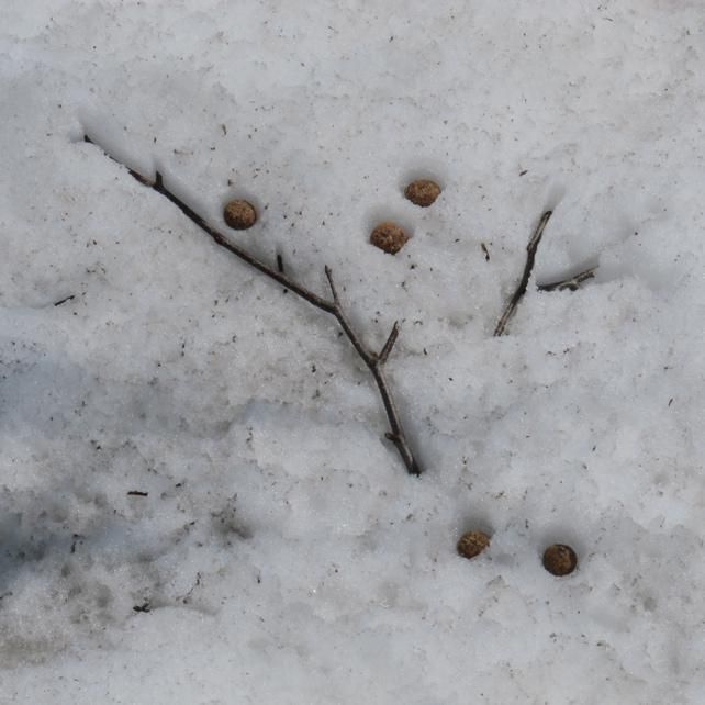 雪上の観察