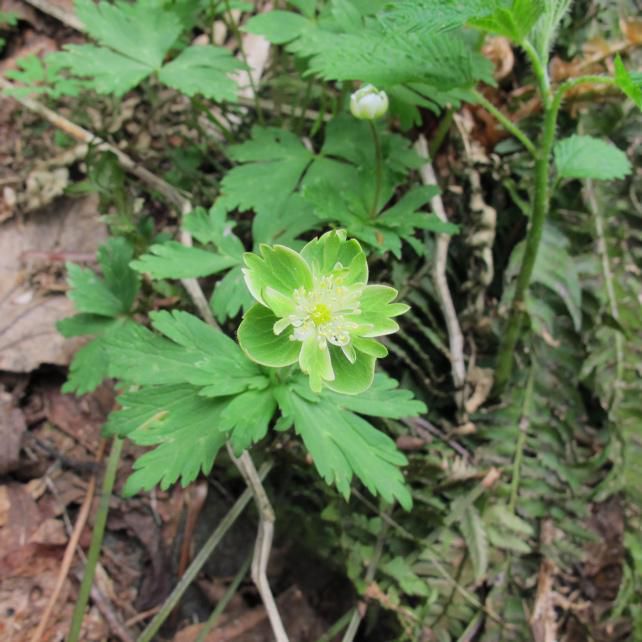 緑の花　イチゲ