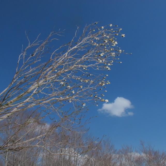 青空に浮く