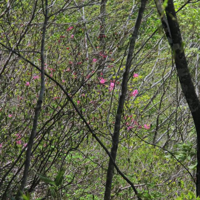 尾根沿いの花