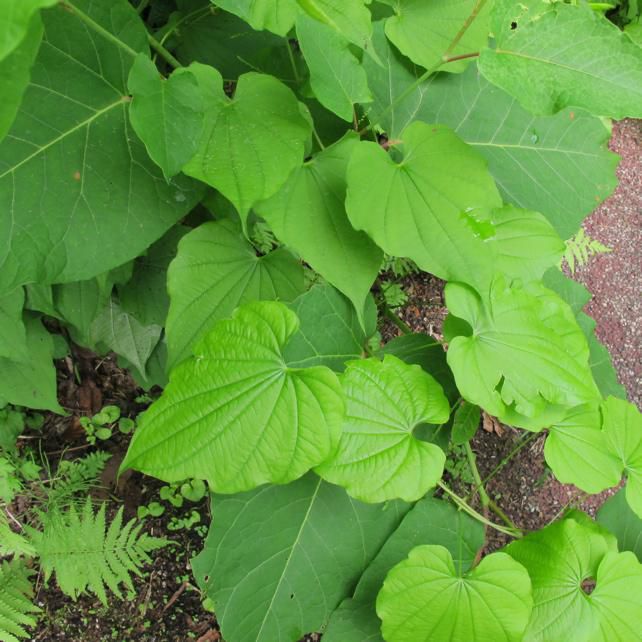 蔓せいの植物