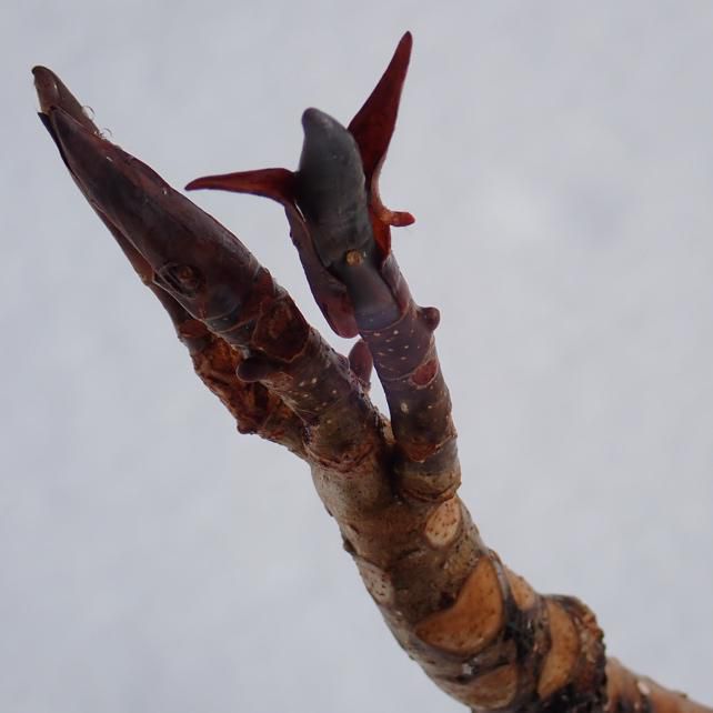観察しながら　ホウの冬芽