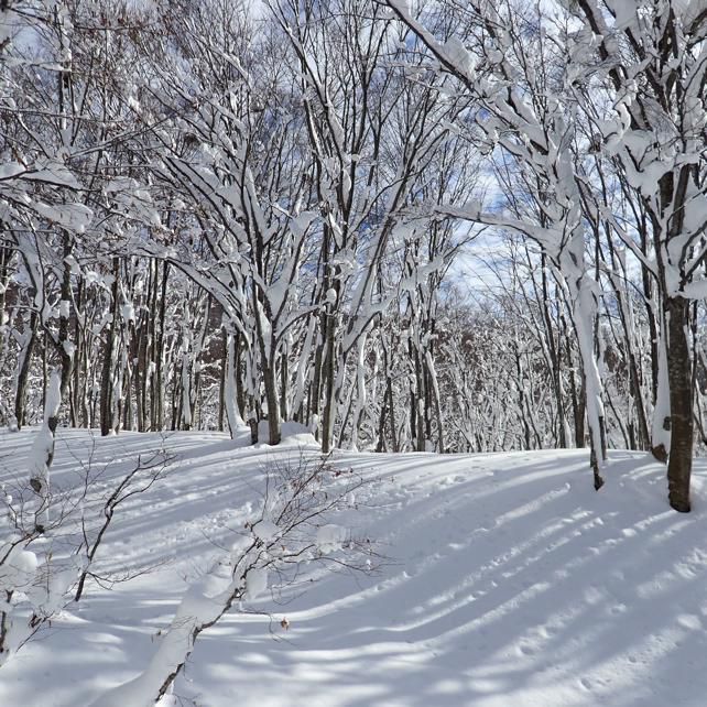 12月ならではのブナの森