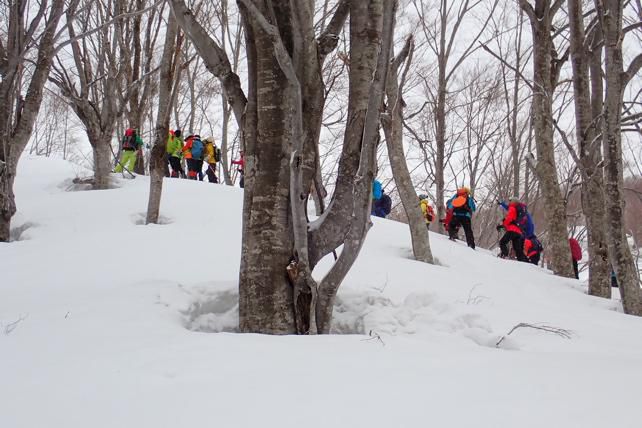 ブナの枝張りと積雪