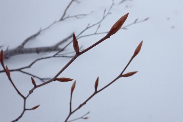 園周辺のブナの冬芽　1