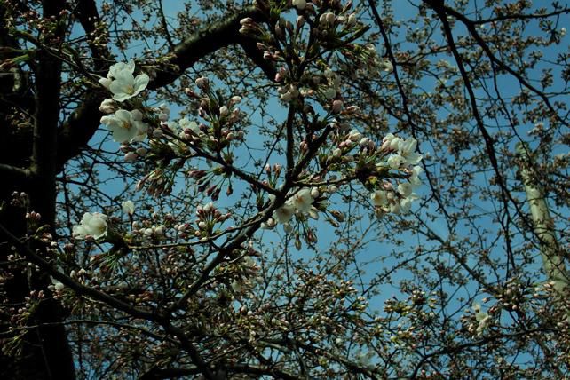 霞城の桜開花4/4