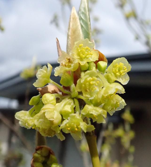 オオバクロモジ　1