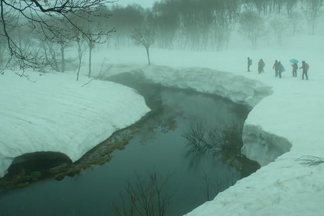 皮松の今　1