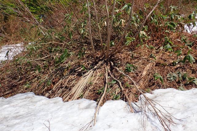 雪融け進む月山山麓